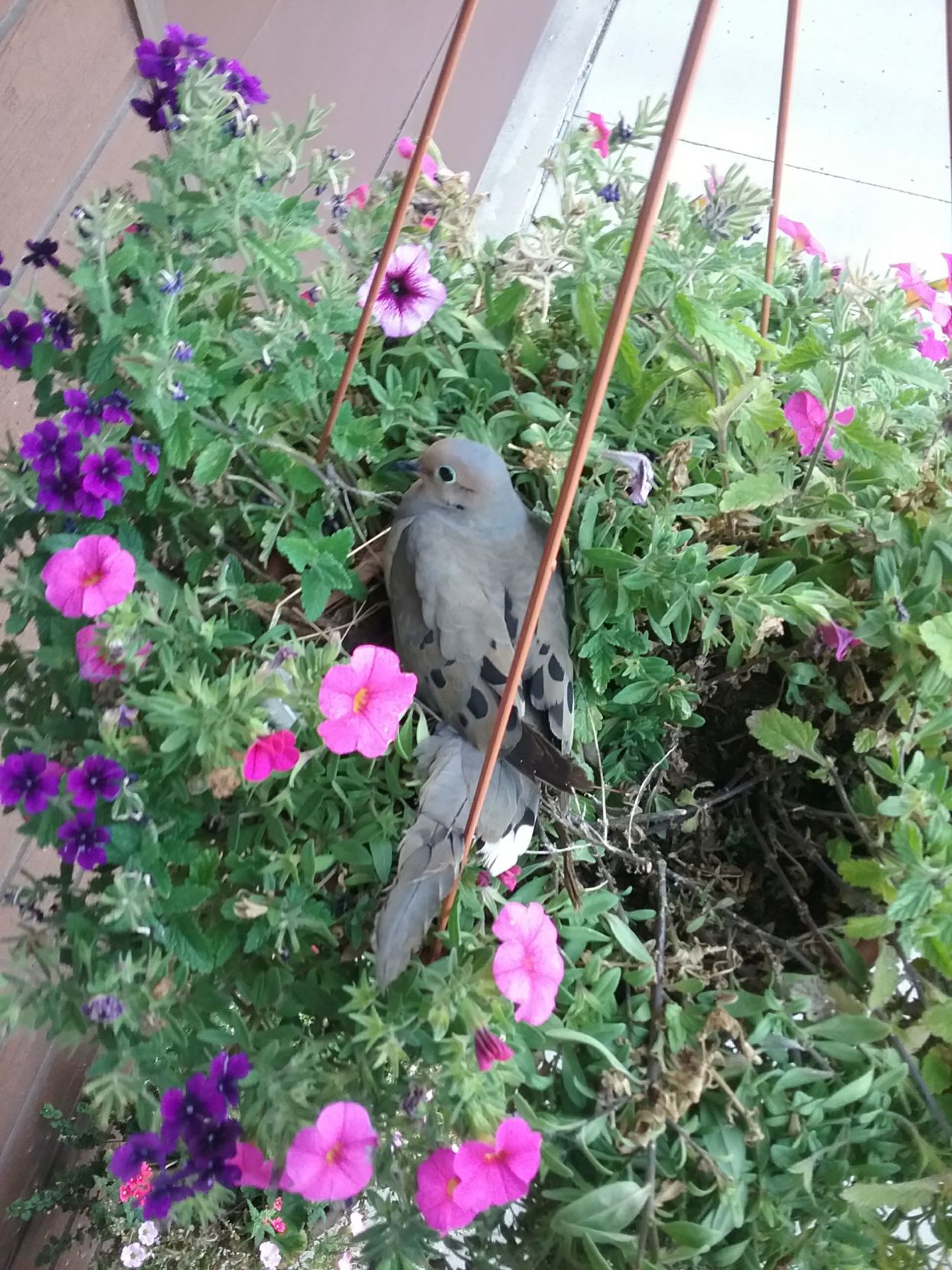 Dove Loves Sitting in Flower Pot